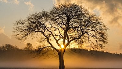 Evrimsel İlişkiler Nasıl Tespit Edilir?