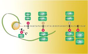 SIRT7 Unveils Structural Insights For Nucleosome Engagement And Selectivity