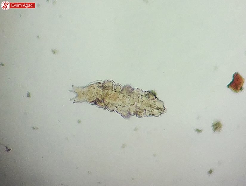 Abant Gölü'nden elde ettiğimiz Eutardigrad türleri.