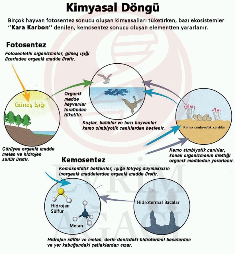 Kimyasallardan doğrudan enerji üretmek demek olan kemosentez, Dünya'da yaşamın temellerini atan ve tüm canlıların ortak atası olan ilk canlıların enerji üretmek için kullandığı yöntemdir. Burada çok basit bir şekilde bitkisel ve bakteriyel fotosentez ile yine bakteriyel kemosentezin döngülerini görüyoruz.