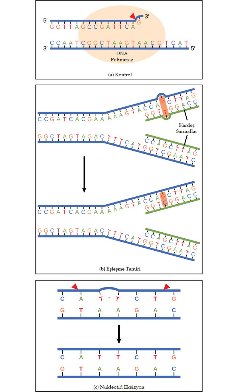 (a) DNA polimeraz ile kontrol, replikasyon sırasında meydana gelen hataları giderir. (b) Eşleşme tamirinde replikasyonu atlatan yanlış yerleştirilmiş bazlar, proteinlerle tespit edilir, nükleaz eylemi ile yeni sentezlenen sarmaldan çıkarılır ve yerine doğru baz konulur. (c) Nükleotid eksizyon timin dimerlerini onarır. Bitişik halde bulunan timinler, UV ışığa maruz kaldıklarında timin dimerleri oluşturabilir. Bu dimerler, normal hücrelerde çıkarılmakta ve yerlerine yenisi konmaktadır.