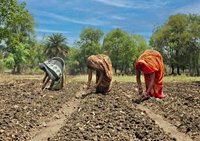 CottonConnect partners on Bangladesh cotton