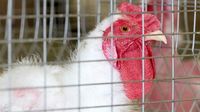 ¿Qué Problema Hay con la Carne de Pollo y de Cerdo de EUA? México Detecta Irregularidades