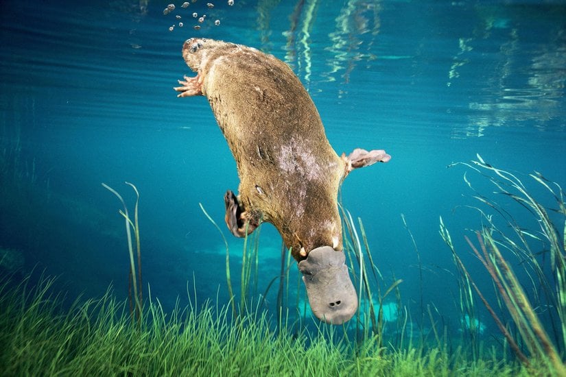 Doğal ortamında bir Platypus...