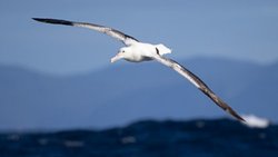 Kuşlarda Yüksek Oksijen Verimliliğinin Mekanizması