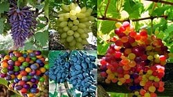 Üzümler, Renkleri ve Şekilleri: Bunca Renk ve Şekilde Üzüm Nasıl Evrimleşti?