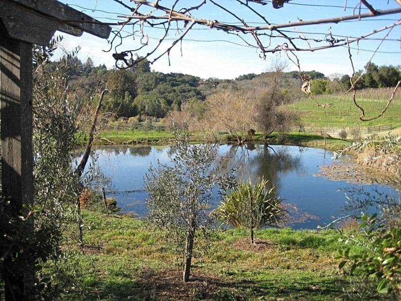 Çukurun kendisi için yaratıldığına inanan bir su birikintisi...