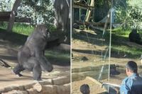 Startling video captures gorilla smashing glass wall of San Diego Zoo enclosure