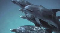 DolphinGemma: Google AI Is Helping Scientists Understand Dolphin Language