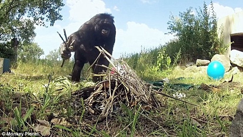 Görselde de görülebileceği gibi, Kanzi gibi bonobolar kibrit kullanarak nasıl ateş yakılabileceğini de öğrendiler.
