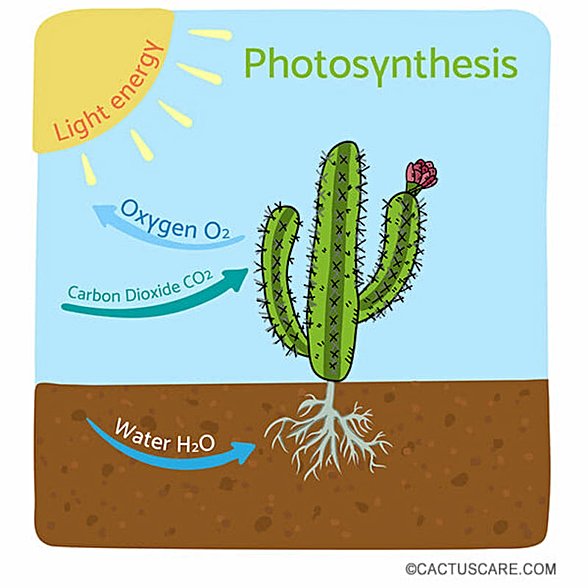 Kaktüs - fotosentez
