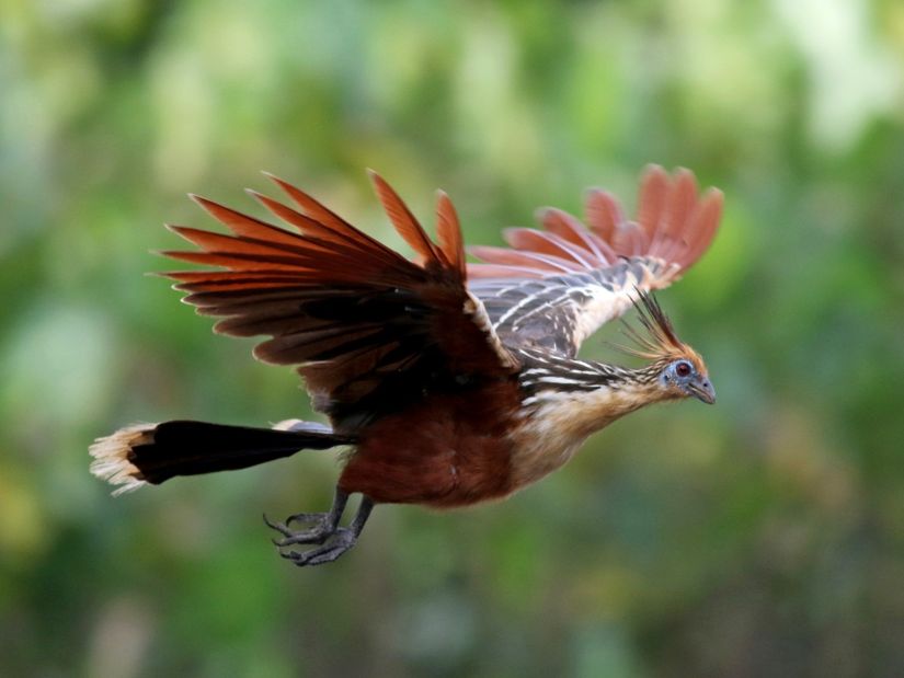 Uçan yetişkin bir hoatzin.