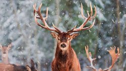 CANLILARDA VÜCUT SİMETRİSİ