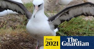 Wisdom The Albatross Returns To Motherhood At 74