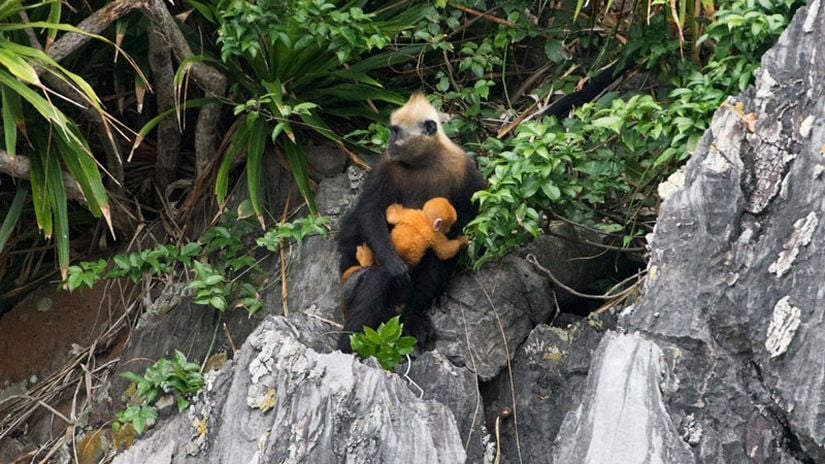 Trachypithecus poliocephalus