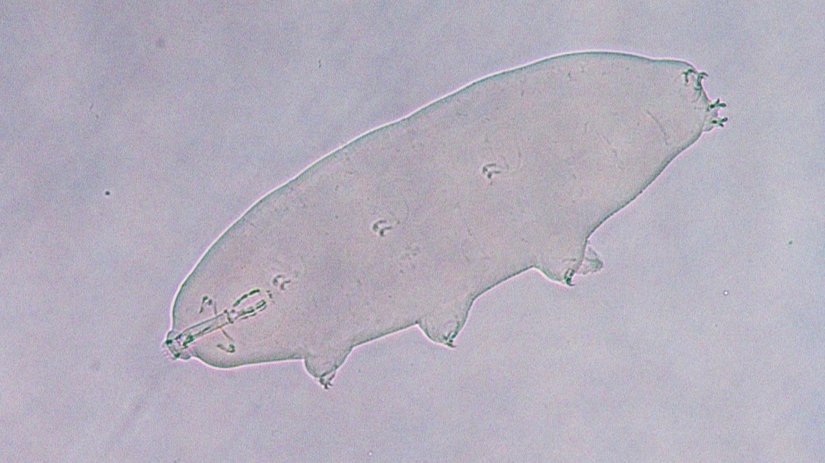 Paramacrobiotus  (Paramacrobiotus sp.)