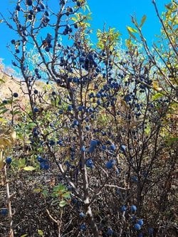 Güvem eriği (prunus spinosa) mı daha yararlıdır yoksa yaban mersini (Vaccinium myrtillus) mi?