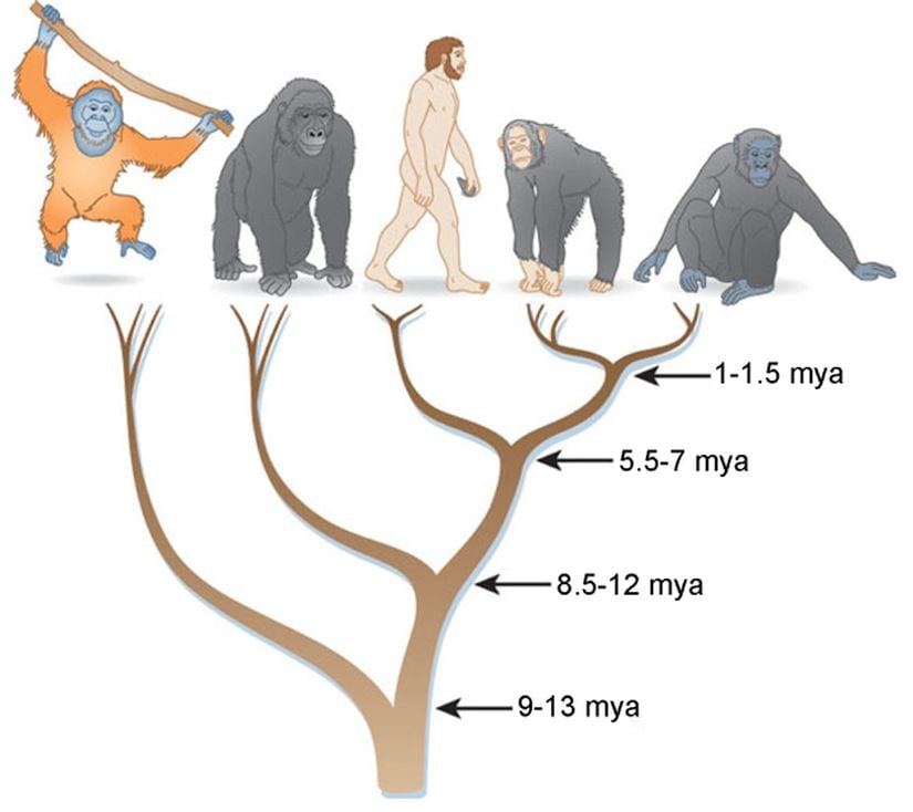 Görsel 1. Hominidlerin evrimsel ilişkileri. Pääbo, Svante. The mosaic that is our genome. Nature 421, 409-412 (2003).