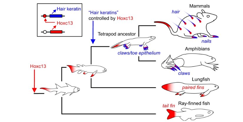 Hoxc13 geninin ifade modelindeki evrimsel değişiklikleri gösteren bir diagram. Bu diagram Hoxc13 ile "saç keratinleri" arasındaki düzenleyici bağlantının ortaya çıkışı, mevcut omurgalılarda elde edilen verilerden ve bilinen filogenilerinden çıkarılmıştır. "Saç keratinleri" insan keratinleri KRT31-KRT40 ve KRT81-KRT86 ve bunların diğer türlerdeki ortologlarını ifade eder. Kırmızı ve mavi gölgelendirme sırasıyla Hoxc13 genini ve saç keratin homologlarının ifade alanlarını işaret eder.