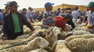 Algeria Plans Major Sheep Imports For Aïd Al-Adha 2025