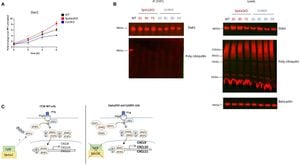 SPATA2 Emerges As Key Player In Cancer Prognosis And Therapy