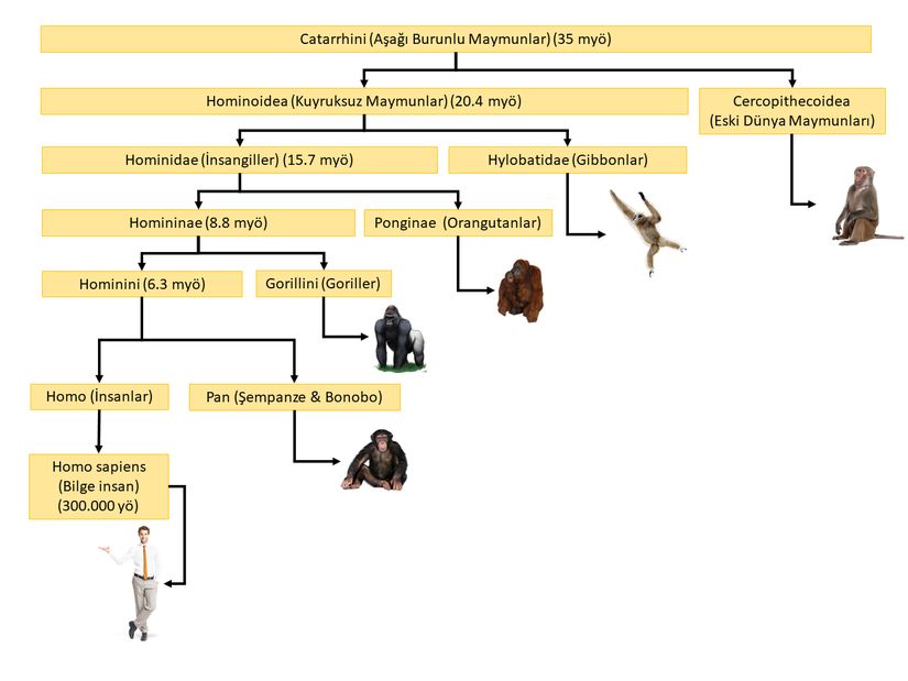 Yaklaşık 35 milyon yıl önce evrimleşen Catarrhini (Aşağı Burunlu Maymunlar) takımı ve insana gidecek dal.