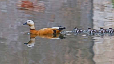 Yavrularda Damgalama (Imprinting): Yavrular, Ebeveynlerini ve Önemli Nesneleri Nasıl Ayırt Ediyorlar?