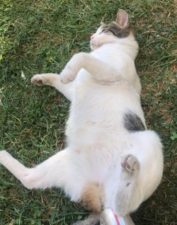 Kediler neden sevilmekten hoşlanır?