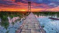Jelajahi Surga Hijau Singkawang: Destinasi Hutan Mangrove yang Menarik dan Informatif  - Kalbar Time