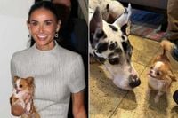 Naomi Watts Coordinates Meeting Between Demi Moore’s Tiny Chihuahua Pilaf and the Great Dane from“ The Friend”