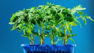 Lunar Sowing Calendar Guides May Gardening Success