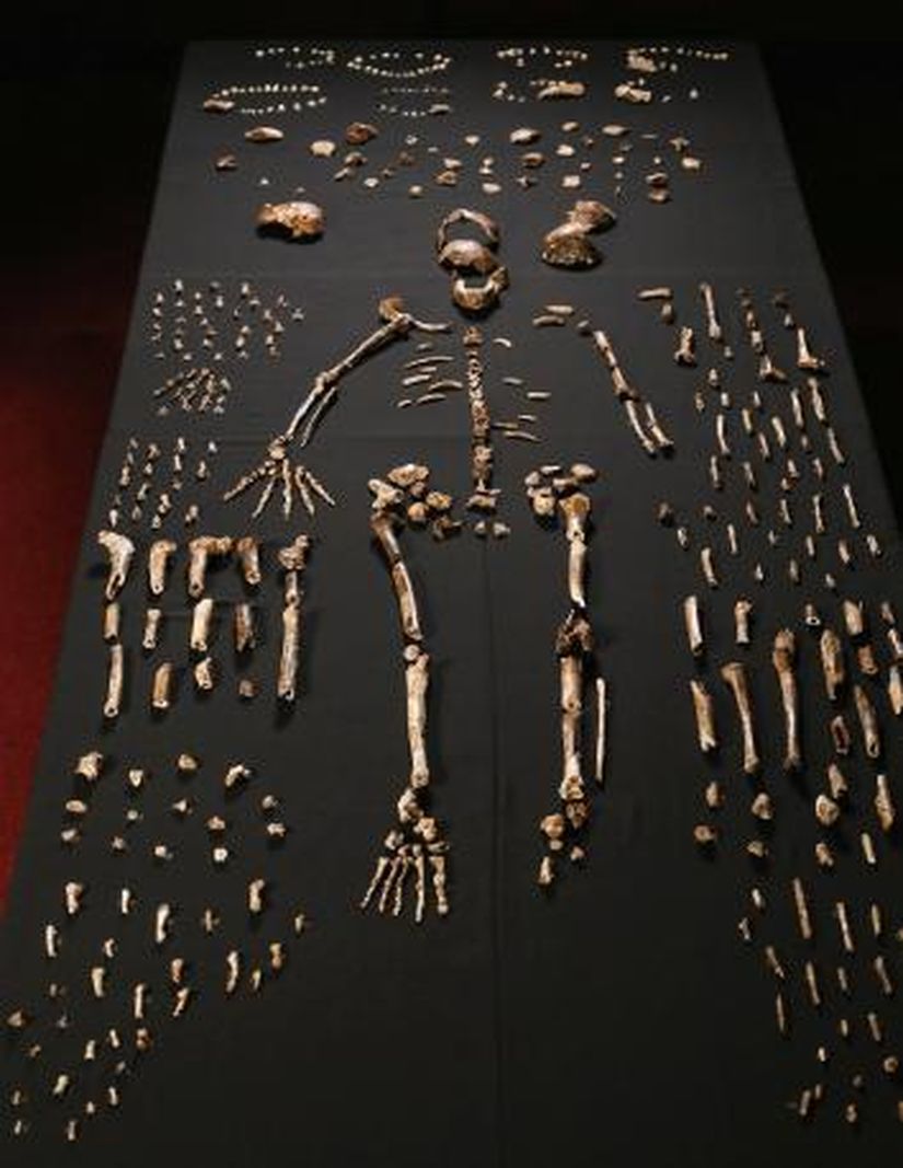 Witwatersrand Üniversitesi Evrimsel Araştırmalar Enstitüsü'ndeki kemik kasasında korunan Homo naledi fosili