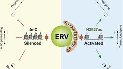 İnsan Genomundaki Sessiz Misafirler: Endojen Retrovirüsler