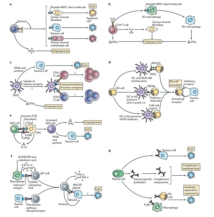 Kanser İmmün-Gözetim Mekanizmaları