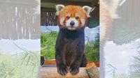 'Cherished' red panda at Omaha Henry Doorly Zoo dies at age 8
