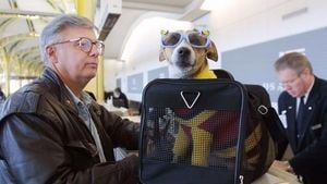 New Rules Allow Pets To Fly In Cabin Starting May 12