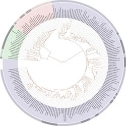 Filogenetik ağaç oluştururken DNA'ya ne kadar güvenebiliriz?