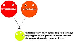 Bir türün bir bireyinin çocuğu o bireyden en çok ne kadar farkı olabilir? Doğan çocuğun yeni bir tür olma ihtimali var mı?