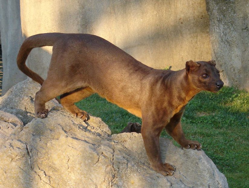 Fossa (Cryptoprocta ferox), yetişkin birey.