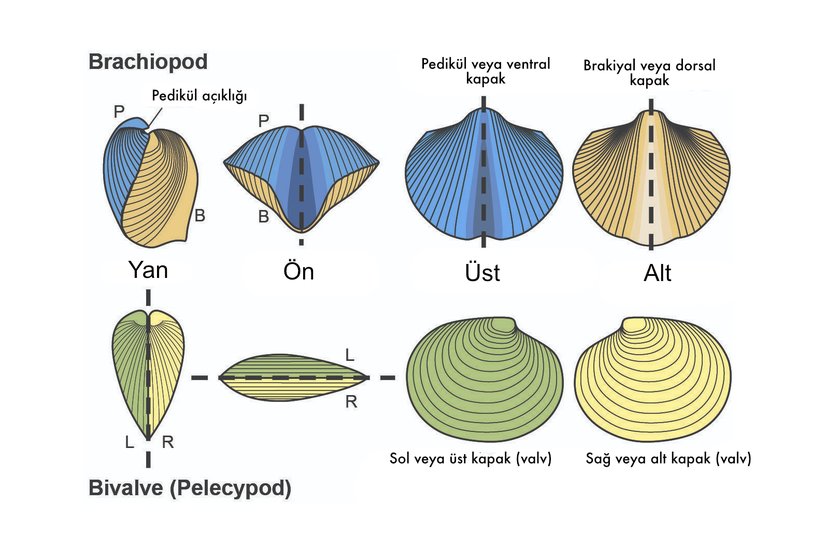 Bütün Kolsu Ayaklıların (Brachiopoda), yumuşakça olan istiridye ve midye gibi iki tane sert kabuğu vardır. Fakat bu hayvanlar günümüz Molluska (Yumuşakça) üyesi değildir. Güzel bir yakınsak evrim örneği denilebilir.