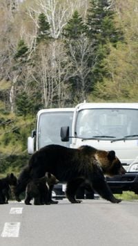 13K views · 221 reactions | Japan is deploying troops to a mountainous region of Akita, besieged by bears.

Since April, bears have injured more than 100 and killed 13 people — the highest toll over the past decade. | DW News