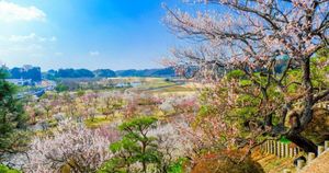 Mito City's Kairakuen Park Lights Up With Plum Blossoms