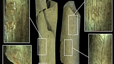 Neandertallerin Yamyamlık İzlerini Barındıran Mağaralar