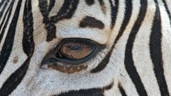 Stresi Yönetmenin Evrimsel Yolu Nedir? Zebralardan Ne Öğrenebiliriz?