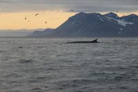 Iceland's Only Whaling Company Set to Cancel 2025 Hunt
