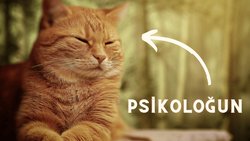 Kediler = Antidepresan