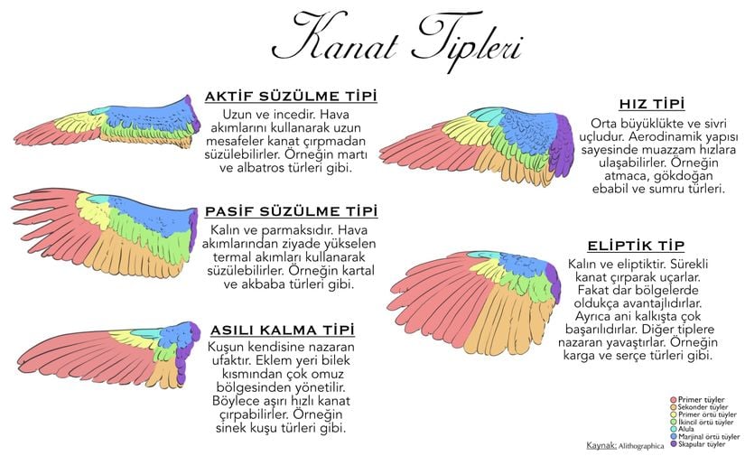 Kanat tiplerini gösteren harika bir infografik.