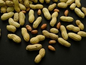 Peanut Allergy Rates Plummet After New Infant Guidelines
