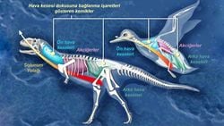 Küçülmek, Dinozorların Evrimsel Başarısını Nasıl Artırdı?