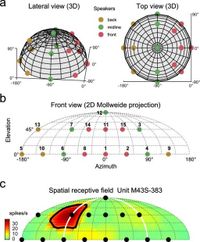 Location-specific neural facilitation in marmoset auditory cortex - Nature Communications
